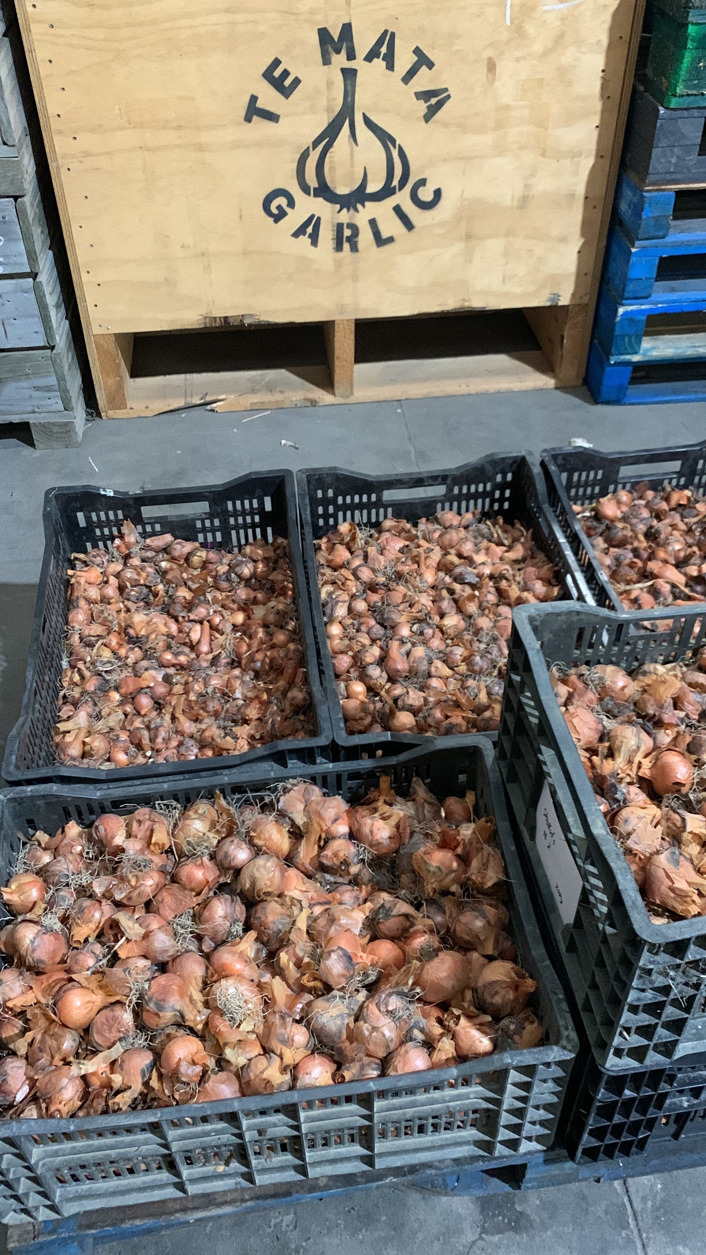 SHALLOTS
