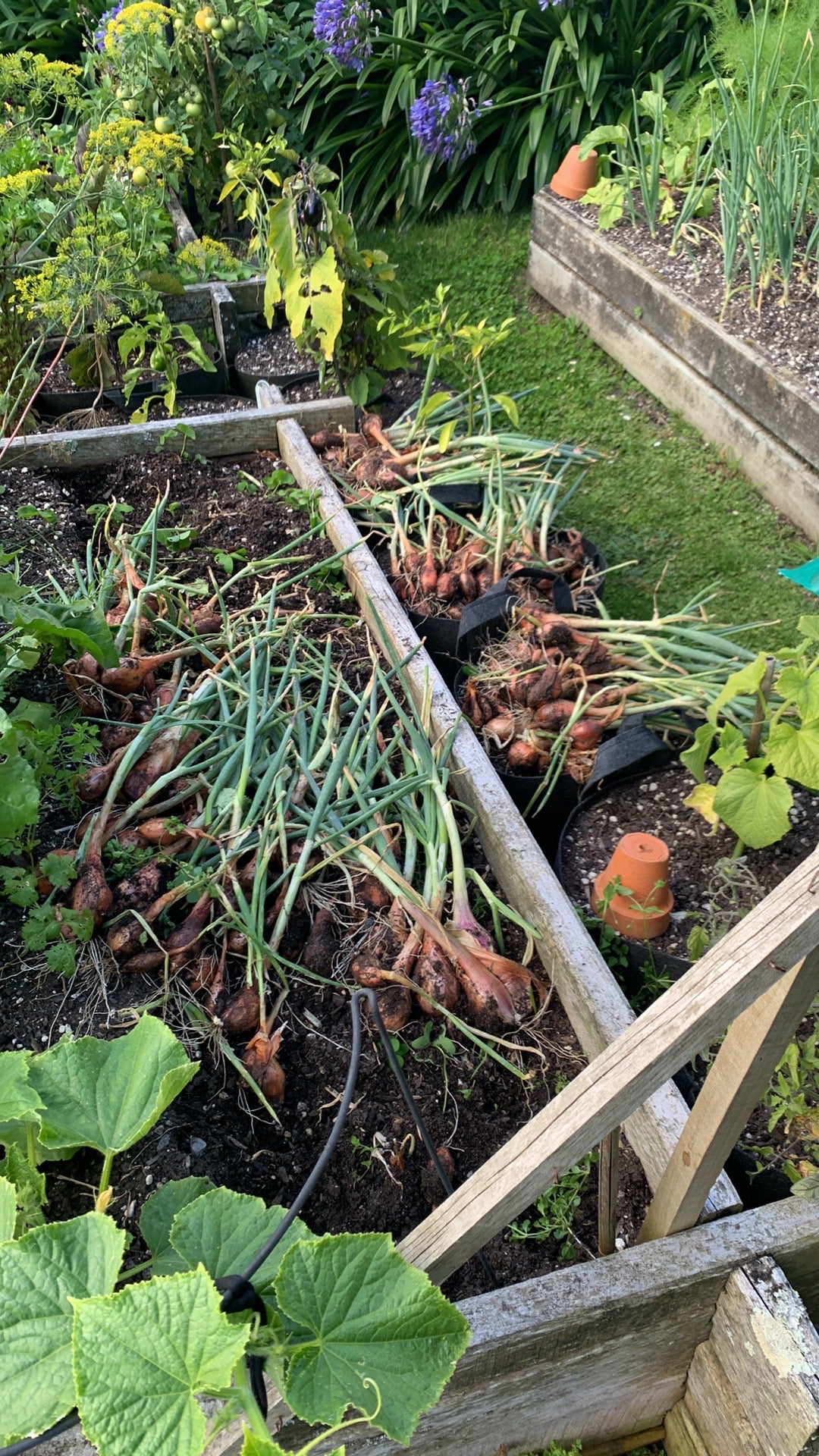 SHALLOTS