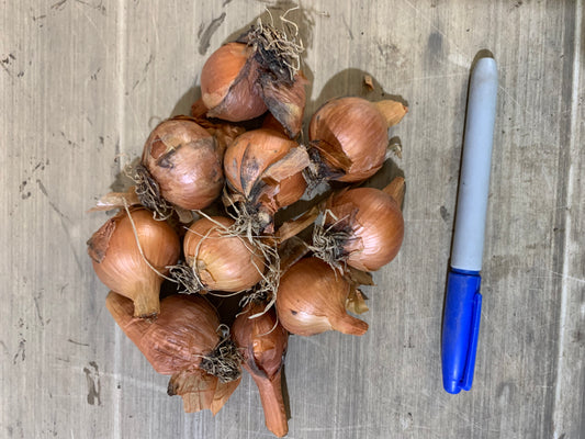 SHALLOTS