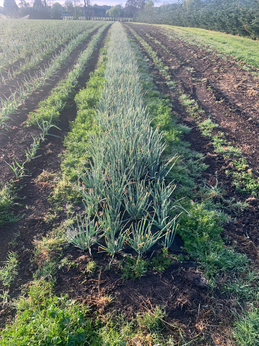 SHALLOTS - French Red