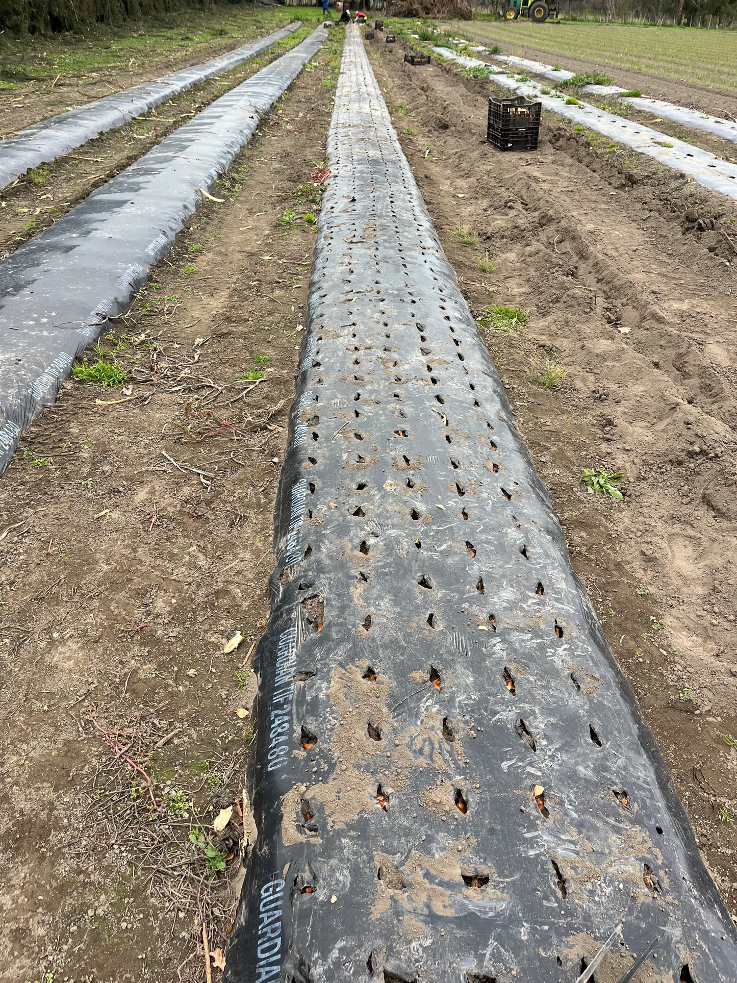 SHALLOTS - French Red