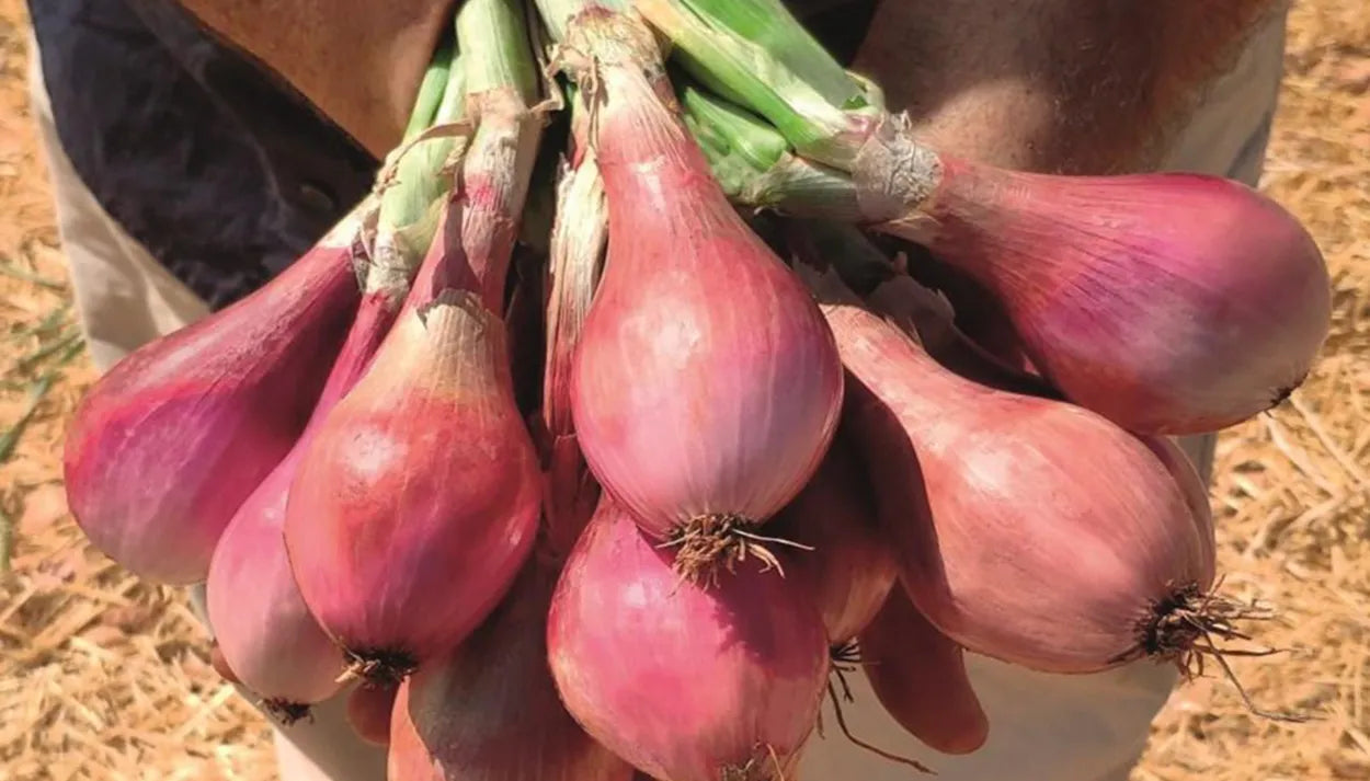 SHALLOTS - Culinary 1kg 30-50mm