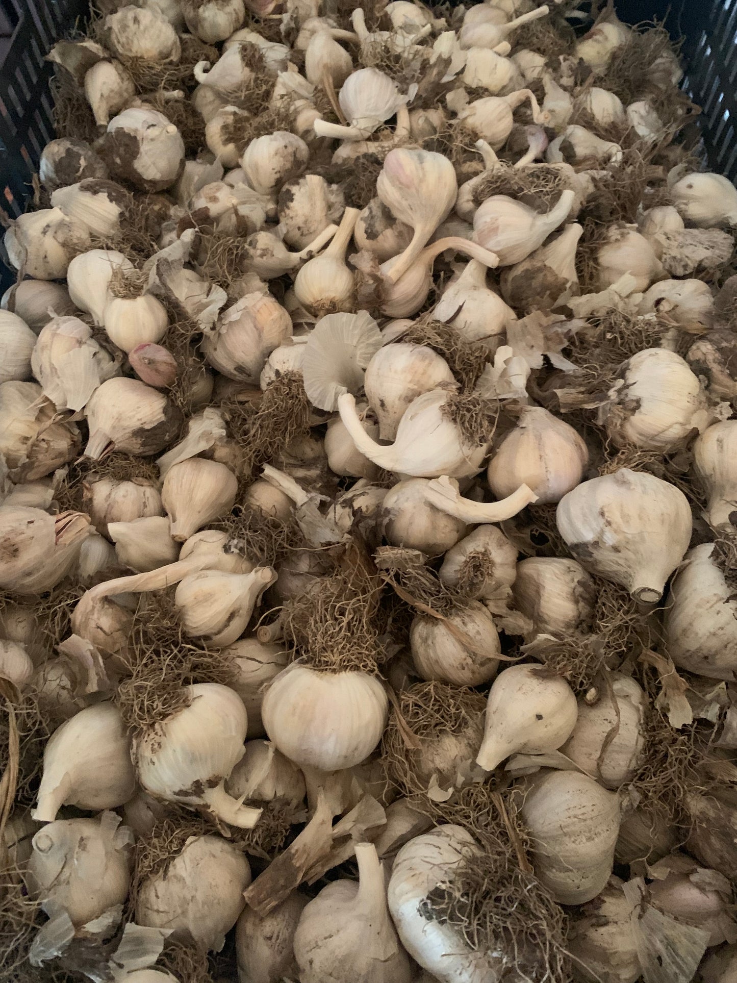 Culinary Bulbs and Cloves 1KG