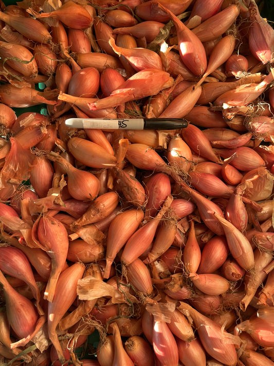 SHALLOTS - PICKLERS Culinary 5kg 20-30mm