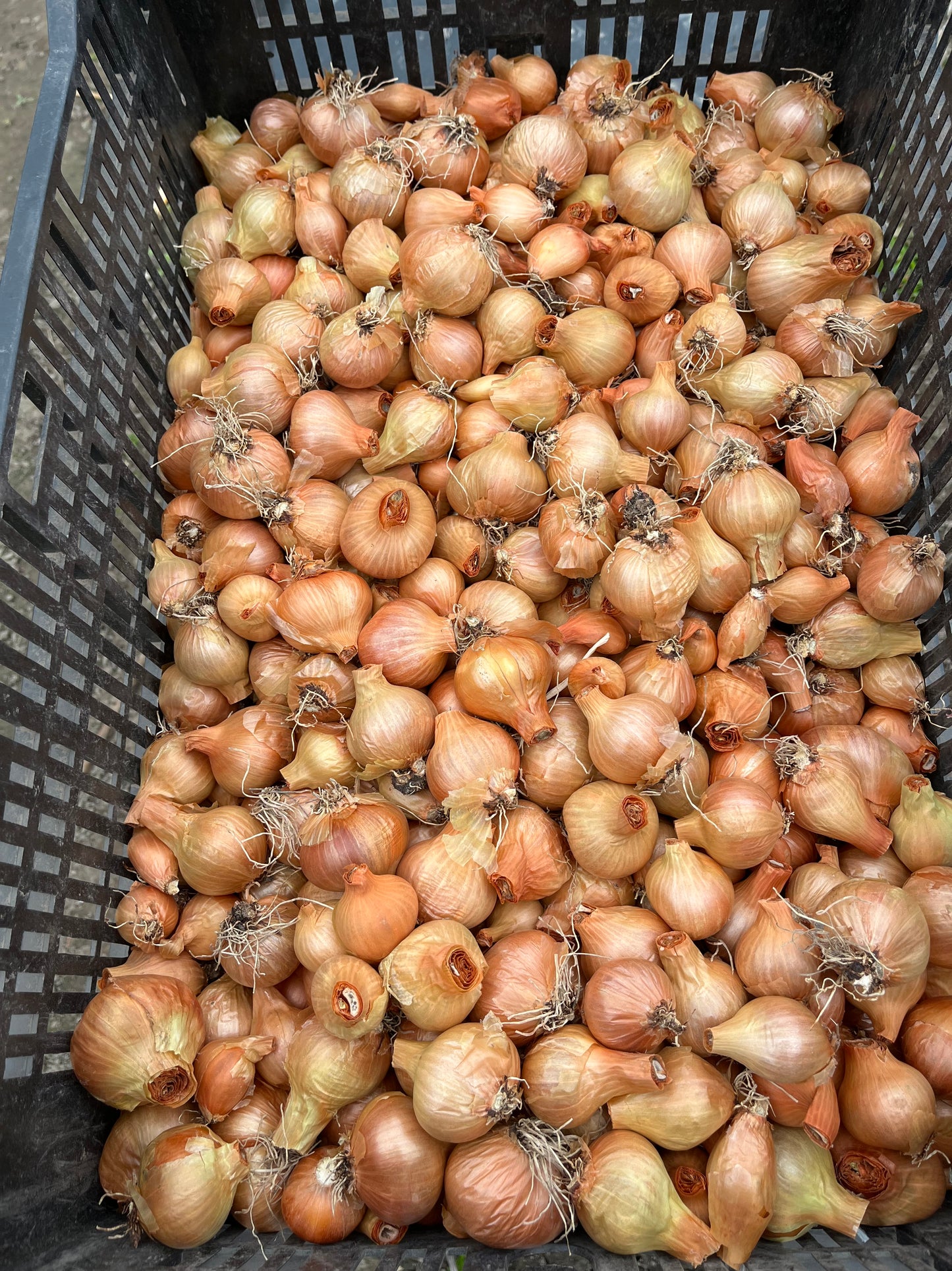 SHALLOTS - French Red