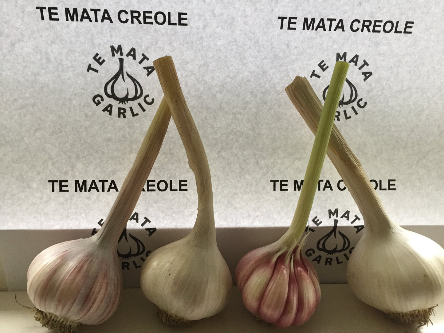 TE MATA CREOLE